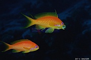 Pseudanthias-squamipinnis Anthias orange fem-Safaga Tobia kebir-18m-20171120-Denis-ADER-DSC_3144_tn